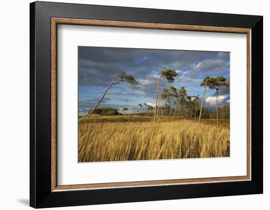 Windswept Trees in the Evening Light, Pines Bent from the Steady West Wind on the Darss Peninsula-Uwe Steffens-Framed Photographic Print