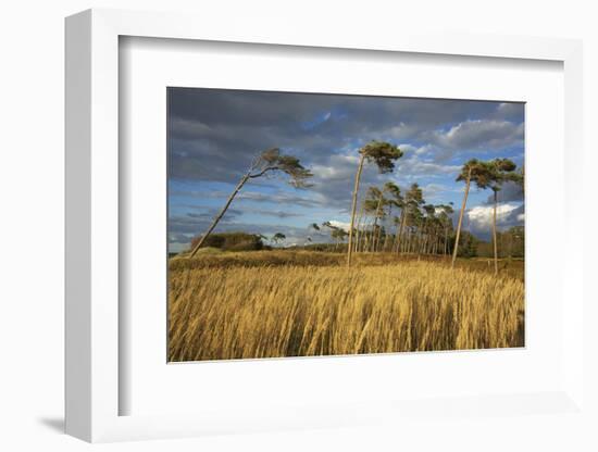 Windswept Trees in the Evening Light, Pines Bent from the Steady West Wind on the Darss Peninsula-Uwe Steffens-Framed Photographic Print