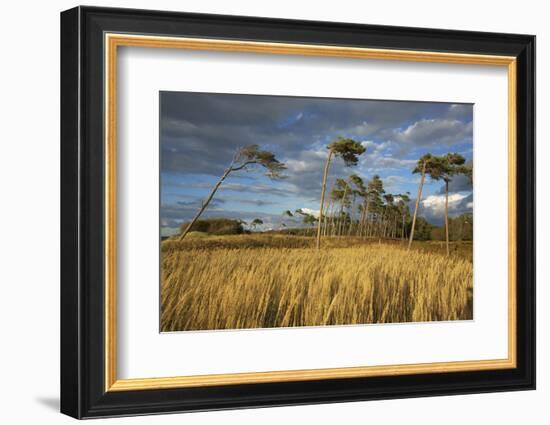 Windswept Trees in the Evening Light, Pines Bent from the Steady West Wind on the Darss Peninsula-Uwe Steffens-Framed Photographic Print