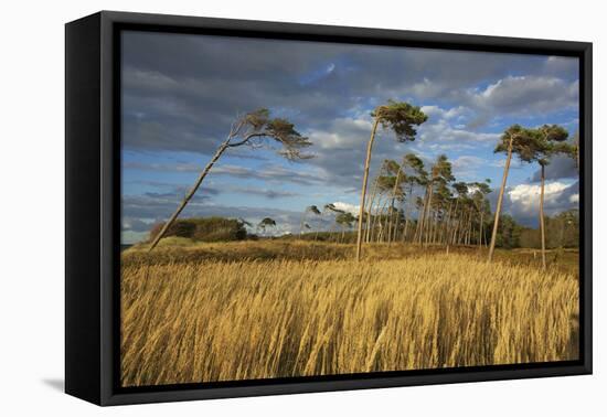 Windswept Trees in the Evening Light, Pines Bent from the Steady West Wind on the Darss Peninsula-Uwe Steffens-Framed Premier Image Canvas