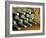 Wine at Quinta Do Casal Das Freiras. Tomar, Portugal-Mauricio Abreu-Framed Photographic Print