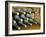 Wine at Quinta Do Casal Das Freiras. Tomar, Portugal-Mauricio Abreu-Framed Photographic Print