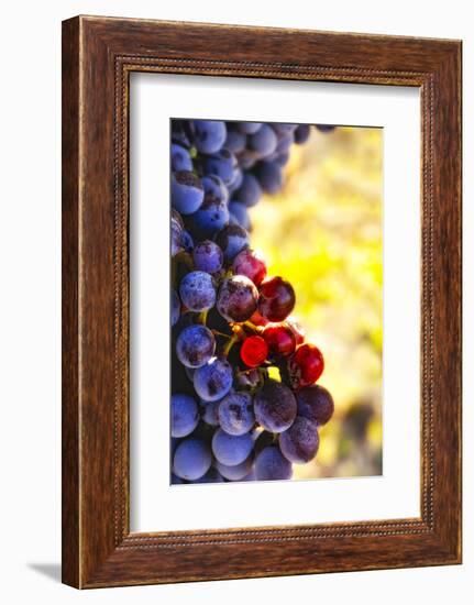 Wine Cellars in Spokane-Richard Duval-Framed Photographic Print