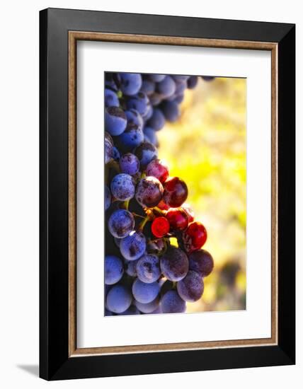 Wine Cellars in Spokane-Richard Duval-Framed Photographic Print