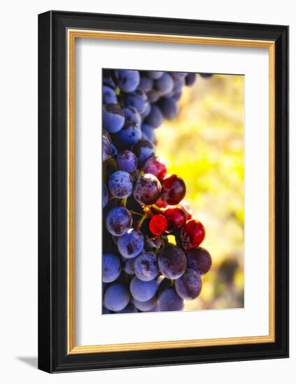 Wine Cellars in Spokane-Richard Duval-Framed Photographic Print