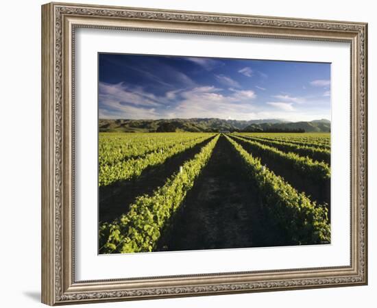 Wine Country, Brancott Estate, Marlborough, N. Zealand-Hendrik Holler-Framed Photographic Print