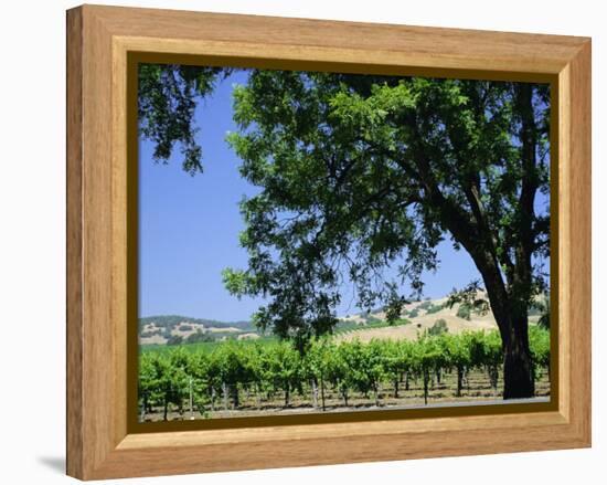 Wine Country in the Napa Valley, California, USA-Fraser Hall-Framed Premier Image Canvas