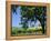 Wine Country in the Napa Valley, California, USA-Fraser Hall-Framed Premier Image Canvas