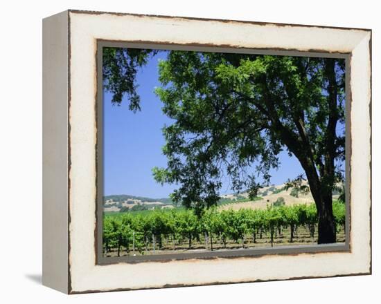 Wine Country in the Napa Valley, California, USA-Fraser Hall-Framed Premier Image Canvas