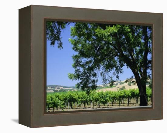 Wine Country in the Napa Valley, California, USA-Fraser Hall-Framed Premier Image Canvas