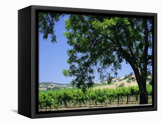 Wine Country in the Napa Valley, California, USA-Fraser Hall-Framed Premier Image Canvas