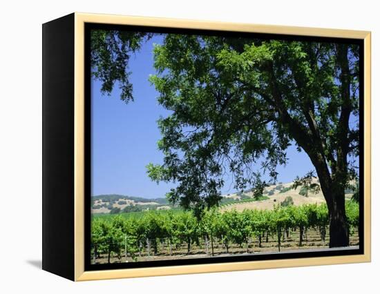 Wine Country in the Napa Valley, California, USA-Fraser Hall-Framed Premier Image Canvas