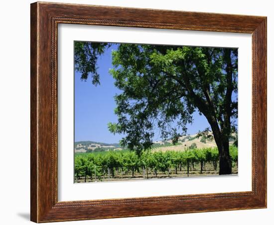 Wine Country in the Napa Valley, California, USA-Fraser Hall-Framed Photographic Print