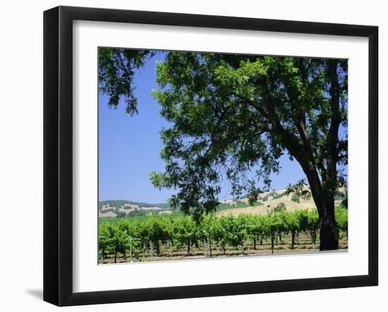 Wine Country in the Napa Valley, California, USA-Fraser Hall-Framed Photographic Print