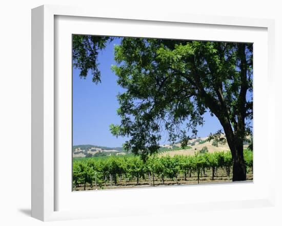 Wine Country in the Napa Valley, California, USA-Fraser Hall-Framed Photographic Print