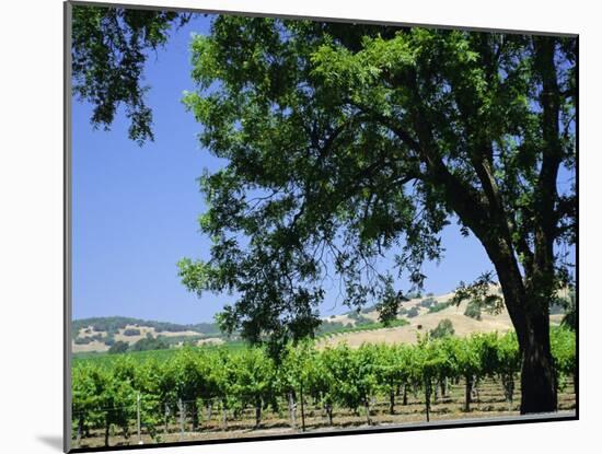 Wine Country in the Napa Valley, California, USA-Fraser Hall-Mounted Photographic Print