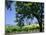 Wine Country in the Napa Valley, California, USA-Fraser Hall-Mounted Photographic Print