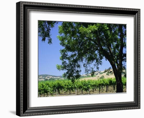 Wine Country in the Napa Valley, California, USA-Fraser Hall-Framed Photographic Print