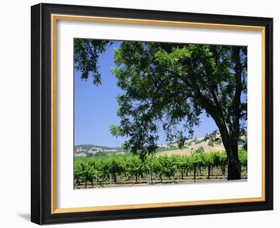 Wine Country in the Napa Valley, California, USA-Fraser Hall-Framed Photographic Print