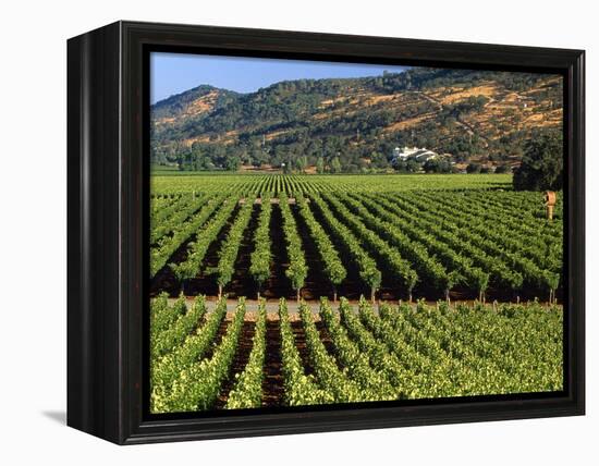 Wine Country, Napa Valley, California-John Alves-Framed Premier Image Canvas