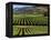 Wine Country, Napa Valley, California-John Alves-Framed Premier Image Canvas