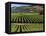 Wine Country, Napa Valley, California-John Alves-Framed Premier Image Canvas