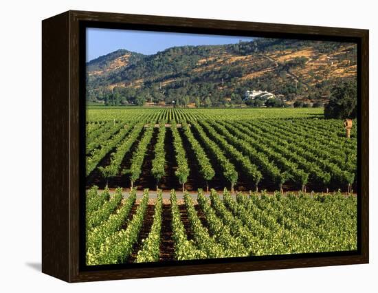 Wine Country, Napa Valley, California-John Alves-Framed Premier Image Canvas