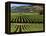 Wine Country, Napa Valley, California-John Alves-Framed Premier Image Canvas