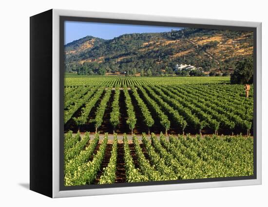 Wine Country, Napa Valley, California-John Alves-Framed Premier Image Canvas