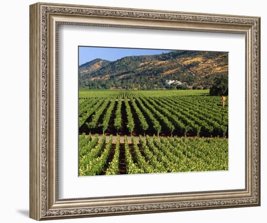 Wine Country, Napa Valley, California-John Alves-Framed Photographic Print