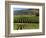 Wine Country, Napa Valley, California-John Alves-Framed Photographic Print