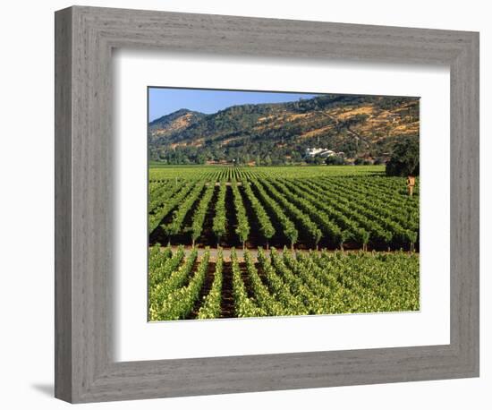 Wine Country, Napa Valley, California-John Alves-Framed Photographic Print