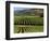 Wine Country, Napa Valley, California-John Alves-Framed Photographic Print