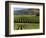 Wine Country, Napa Valley, California-John Alves-Framed Photographic Print