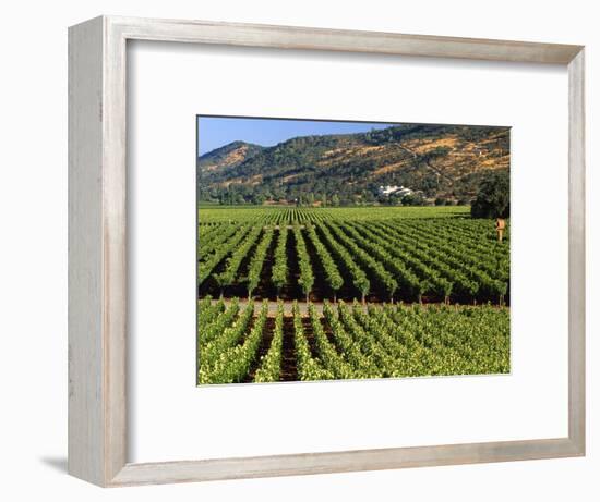 Wine Country, Napa Valley, California-John Alves-Framed Photographic Print