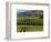 Wine Country, Napa Valley, California-John Alves-Framed Photographic Print