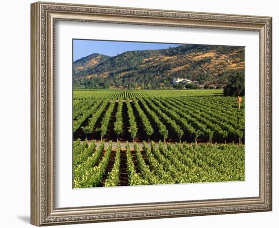 Wine Country, Napa Valley, California-John Alves-Framed Photographic Print