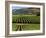 Wine Country, Napa Valley, California-John Alves-Framed Photographic Print