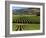 Wine Country, Napa Valley, California-John Alves-Framed Photographic Print