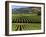 Wine Country, Napa Valley, California-John Alves-Framed Photographic Print