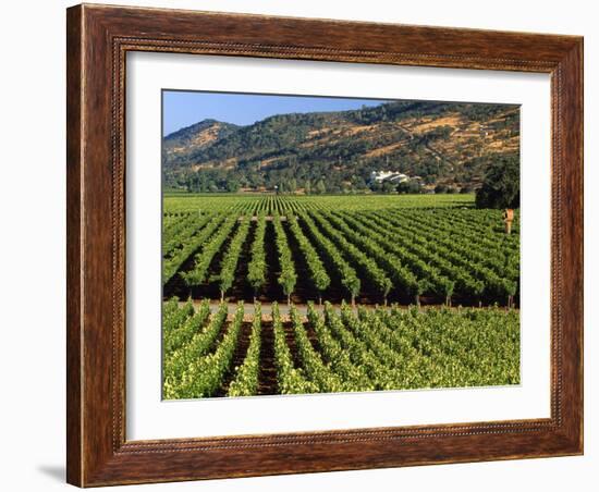 Wine Country, Napa Valley, California-John Alves-Framed Photographic Print