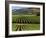 Wine Country, Napa Valley, California-John Alves-Framed Photographic Print