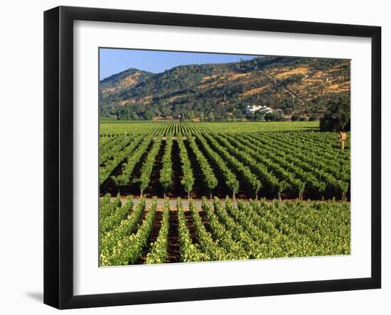 Wine Country, Napa Valley, California-John Alves-Framed Photographic Print