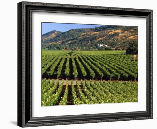 Wine Country, Napa Valley, California-John Alves-Framed Photographic Print