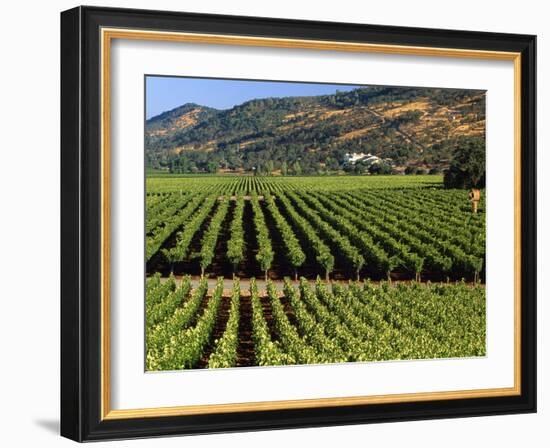 Wine Country, Napa Valley, California-John Alves-Framed Photographic Print