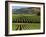 Wine Country, Napa Valley, California-John Alves-Framed Photographic Print