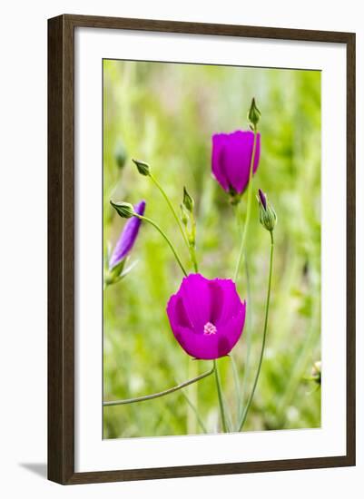 Wine Cup Wildflowers Near Johnson City, Texas, Usa-Chuck Haney-Framed Photographic Print