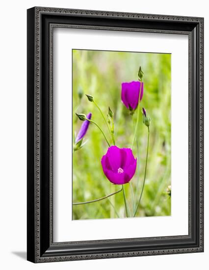 Wine Cup Wildflowers Near Johnson City, Texas, Usa-Chuck Haney-Framed Photographic Print