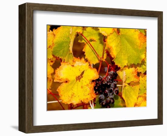 Wine Field, Chianti Region, Tuscany, Italy-Bill Bachmann-Framed Photographic Print