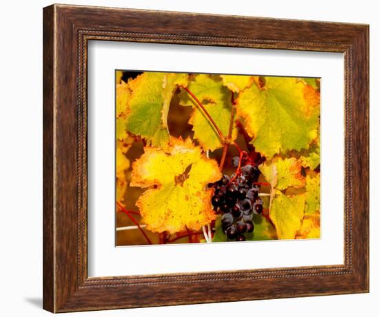 Wine Field, Chianti Region, Tuscany, Italy-Bill Bachmann-Framed Photographic Print